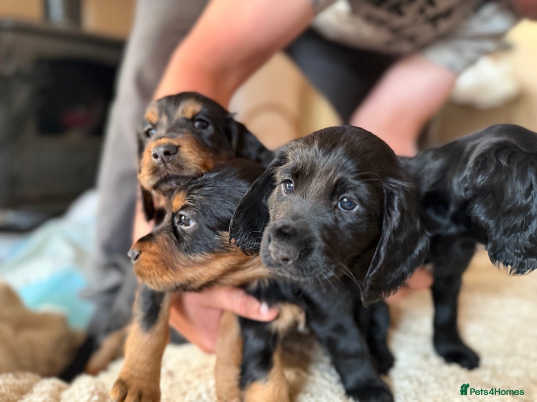 Cocker Spaniel dogs for sale: Working cocker spaniels  - Image 25