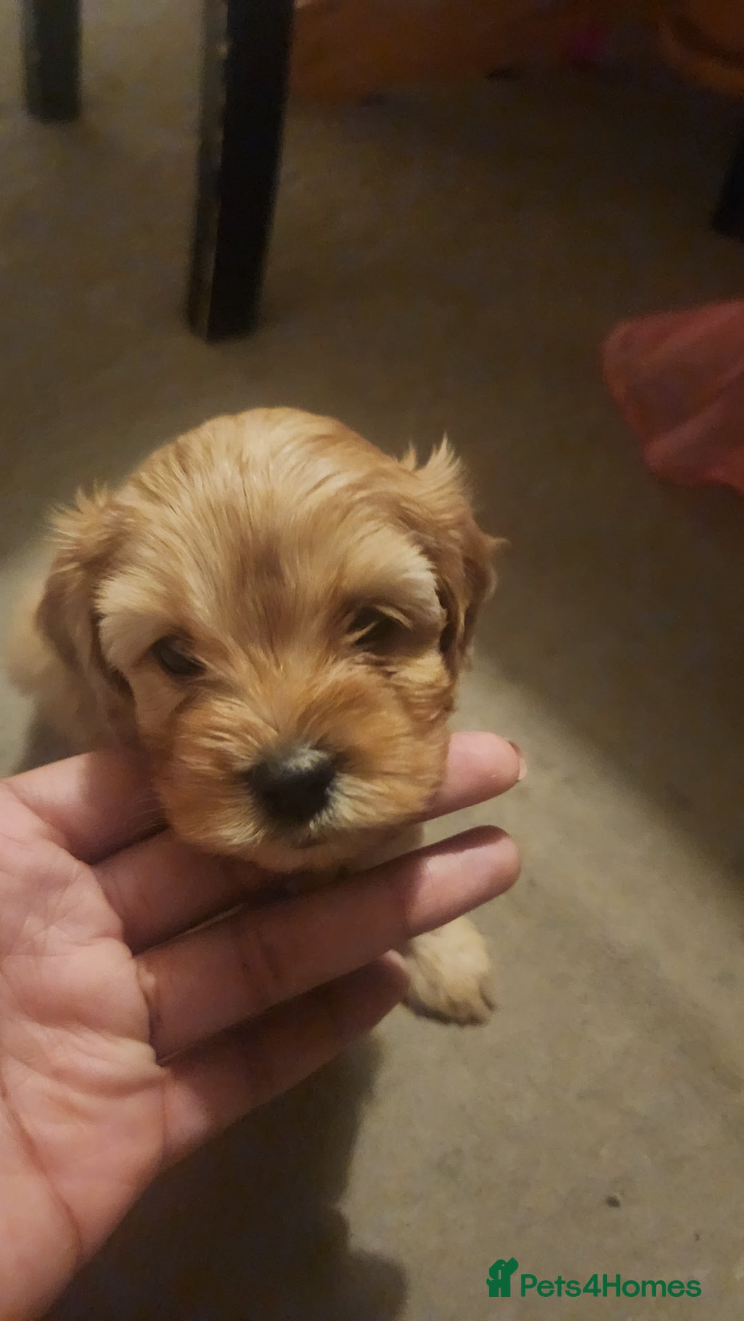 Cavapoo dogs for sale: 🐾 F1B Cavapoo Puppies – Ready 5th September 🐾 - Image 10