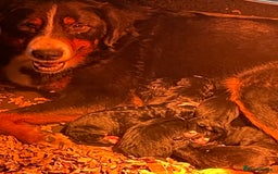 Bernese Mountain Dog dogs for sale: Boys and girls available.  - Image 10