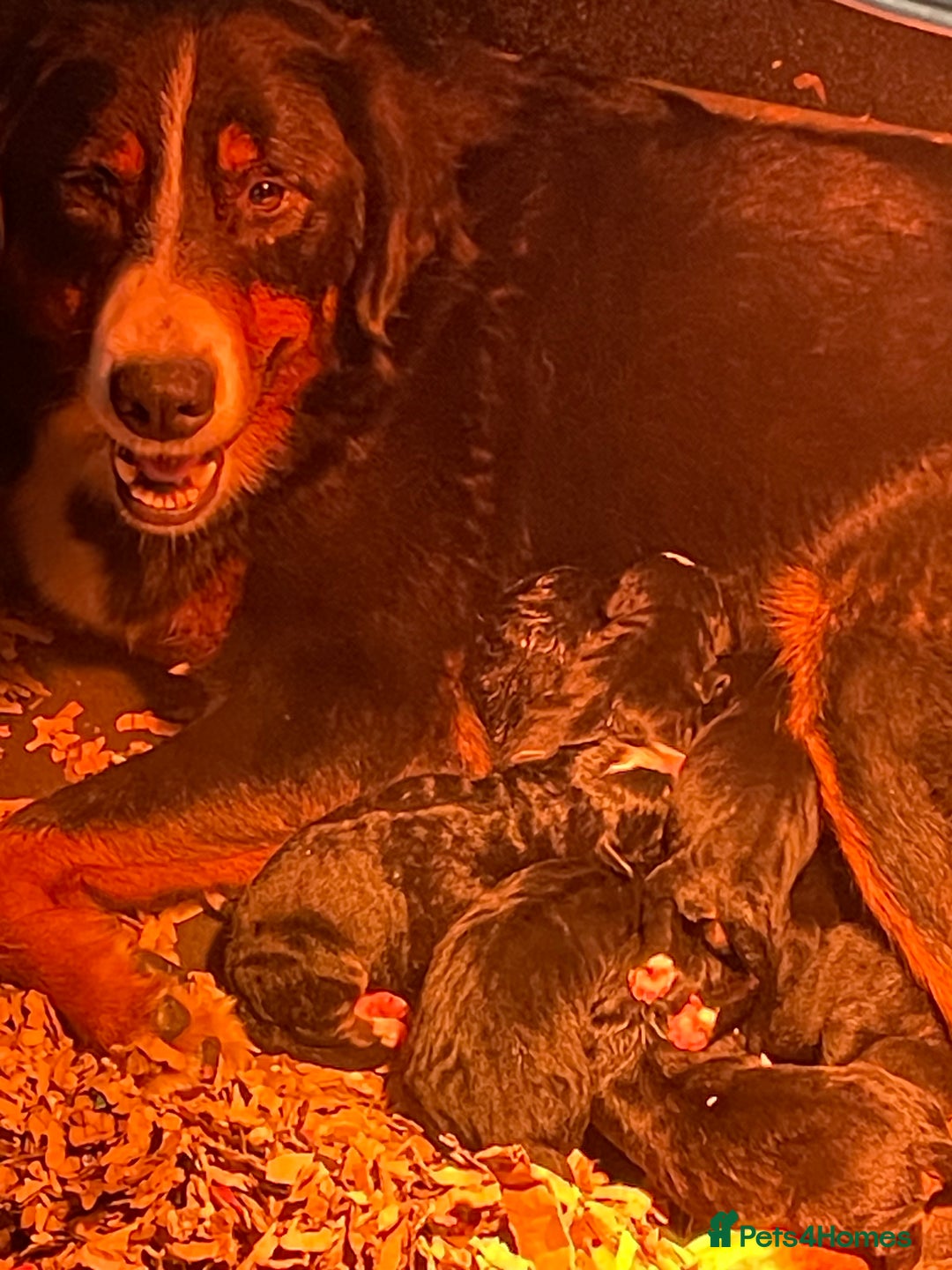 Bernese Mountain Dog dogs for sale: Boys and girls available.  - Image 10