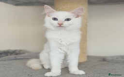 Ragdoll cats for sale: Gentle, Cuddly, Affectionate, Playful Kittens - Image 5