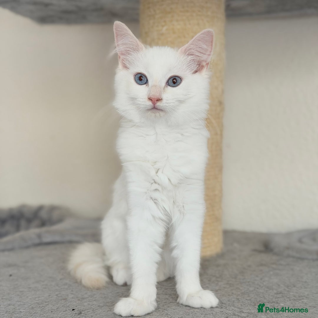 Ragdoll cats for sale: Gentle, Cuddly, Affectionate, Playful Kittens - Image 5