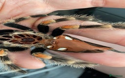 Tarantulas invertebrates for sale: Female Mexican red knee tarantula and set up - Image 3