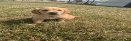 Golden Retriever dogs for sale: KC Reg Health Tested Dark Golden Retriever Puppies - Advert 4