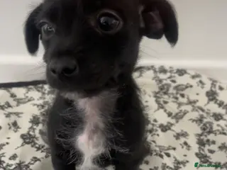 Jackapoo dogs Quality Jack Russel Puppies for sale 💌 - Advert 2