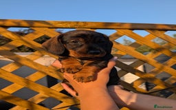 Dachshund dogs for sale: KC Register Standard Wirehaired Dachshund Puppies in Lincoln - Image 22