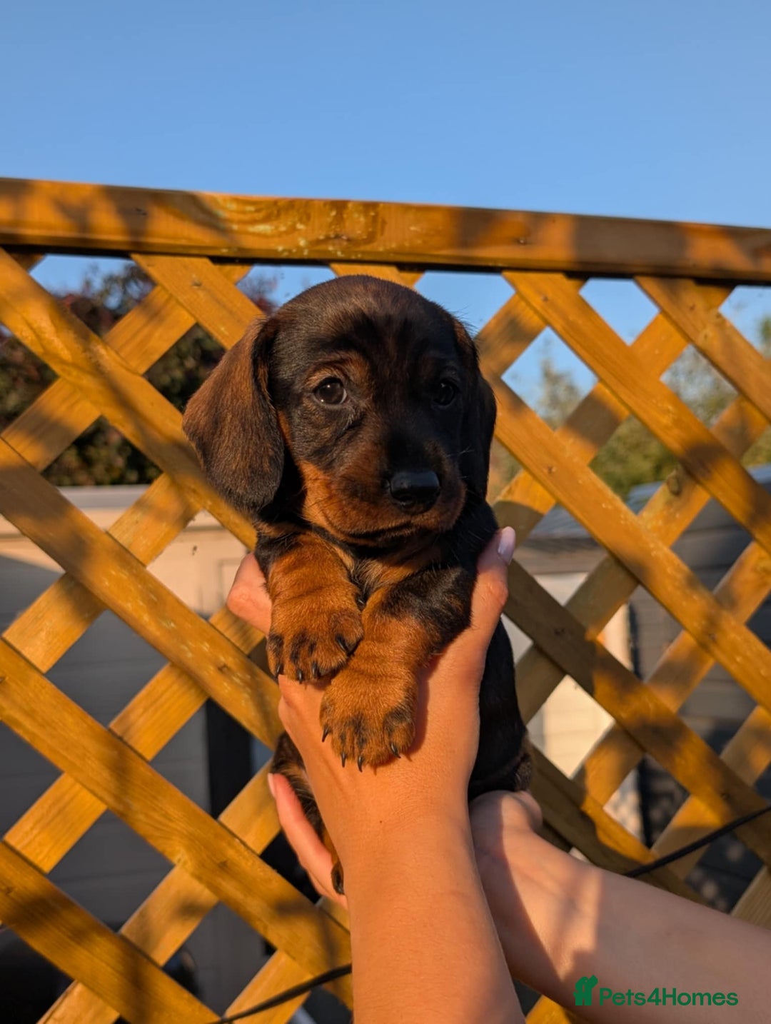 Dachshund dogs for sale: KC Register Standard Wirehaired Dachshund Puppies in Lincoln - Image 22
