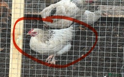 Chickens poultry for sale: Cockerel - Advert 1