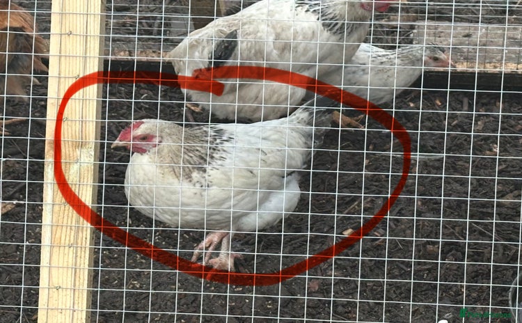 Chickens poultry Cockerel - Advert 1