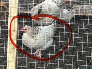 Chickens poultry Cockerel - Advert 19