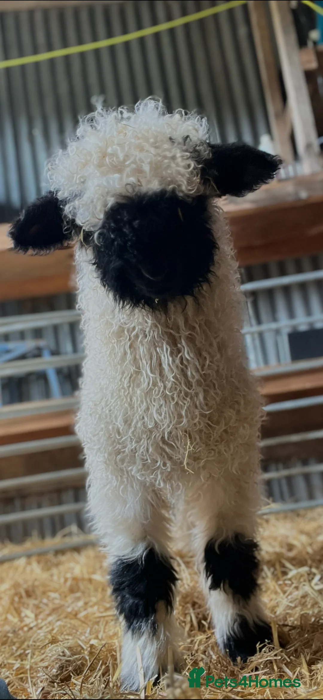 Sheep livestock for sale: Valais Blacknose available  - Advert 1