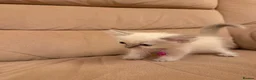 Ragdoll cats for sale: Purebred Ragdol Kitten - DNA Verified 100% - Advert 28