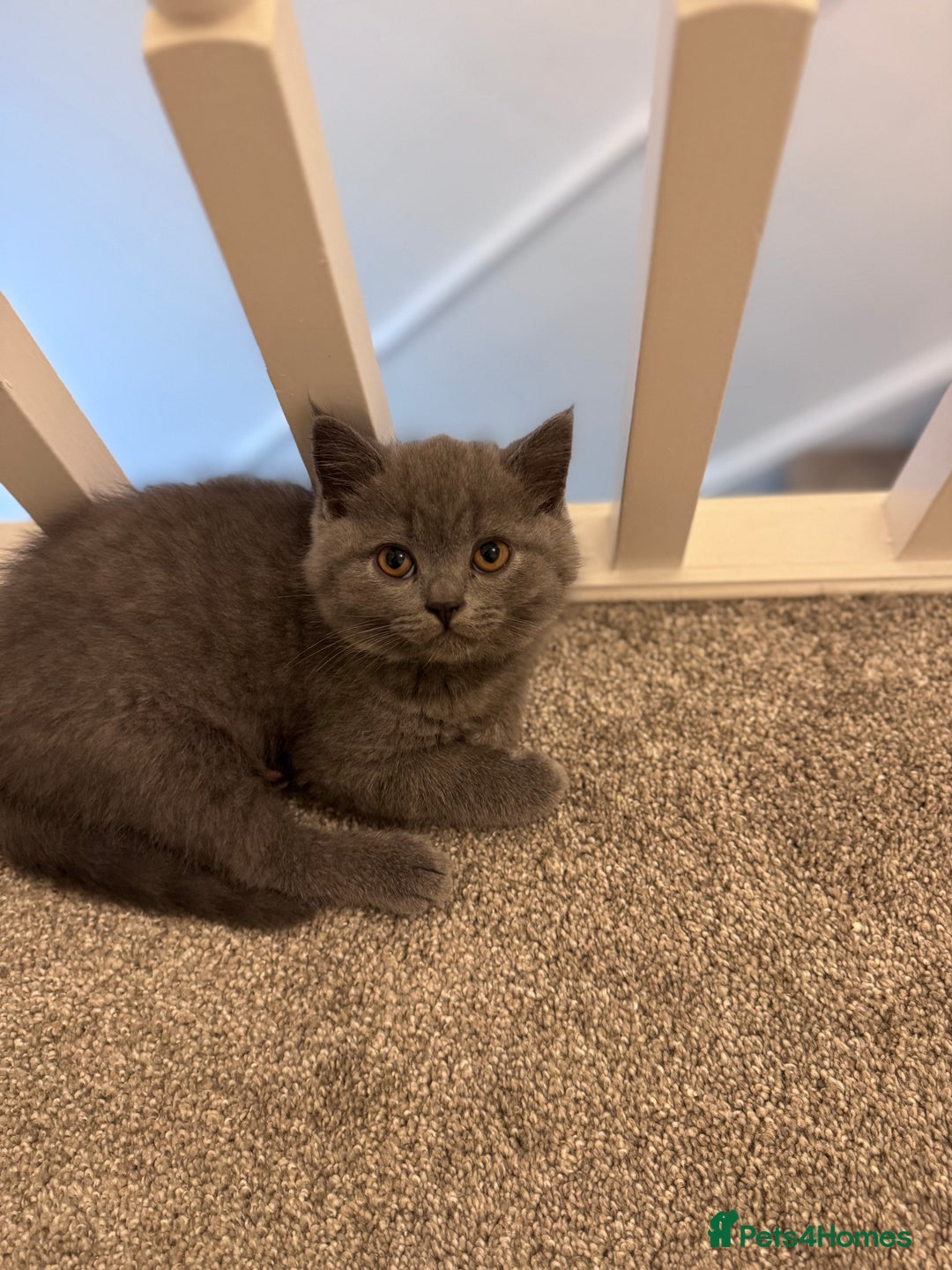 British Shorthair cats for sale: British shorthair kittens 🐈‍⬛ - Advert 39