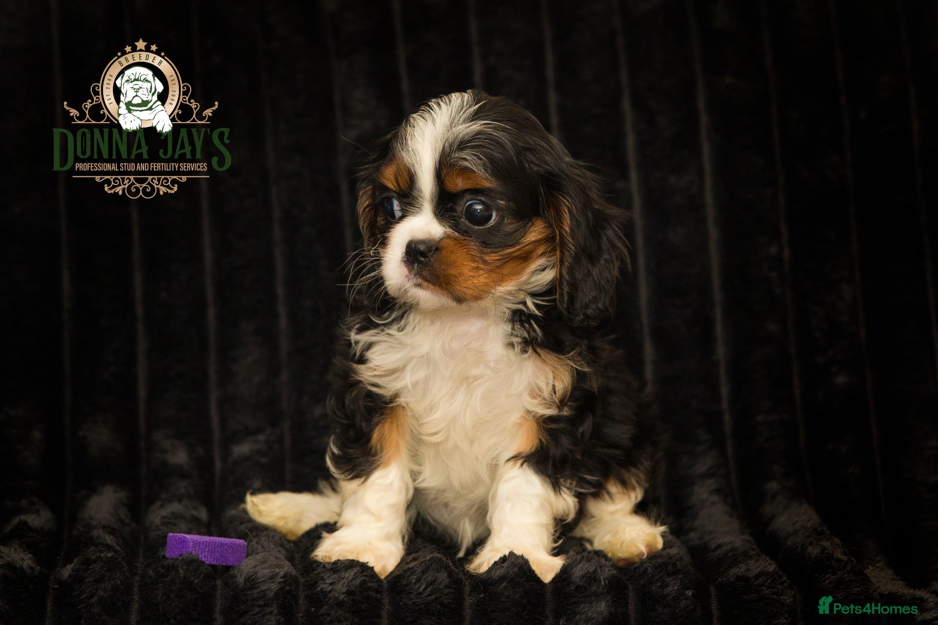 Cavalier King Charles Spaniel dogs for sale: ✨ EXCEPTIONAL CAVALIERS BY DONNA JAY ✨ - Advert 1