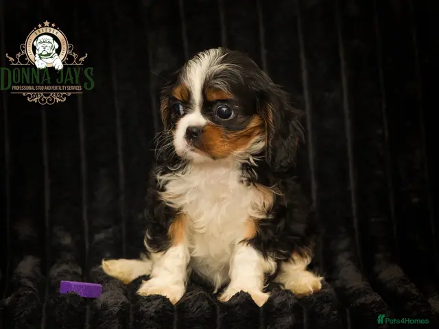 Cavalier King Charles Spaniel dogs for sale: ✨ EXCEPTIONAL CAVALIERS BY DONNA JAY ✨ - Advert 1
