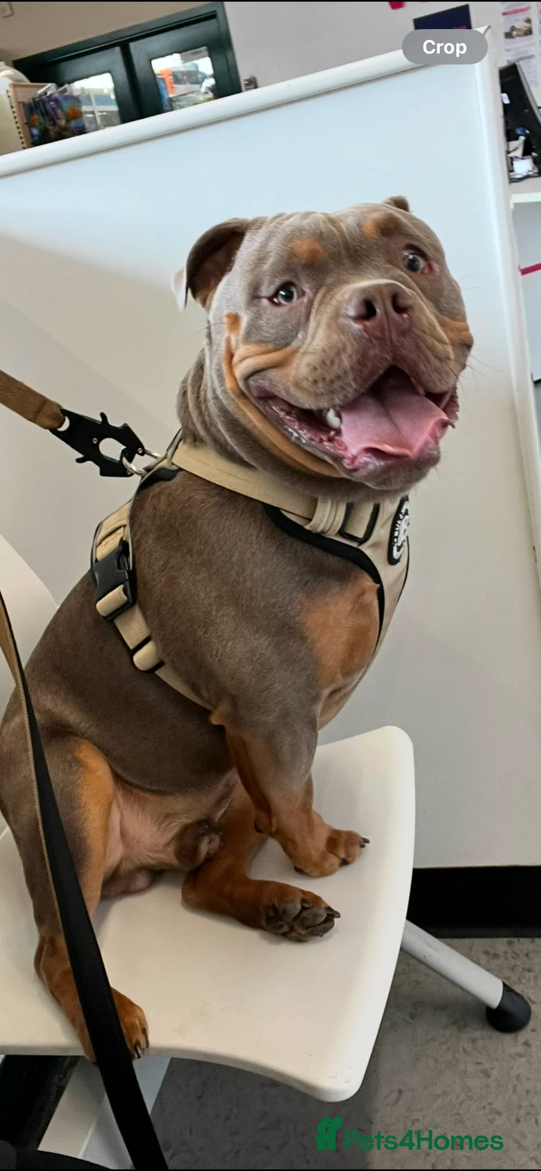 American Bully dogs for sale: 18 mth Pocket bully re home  - Advert 2