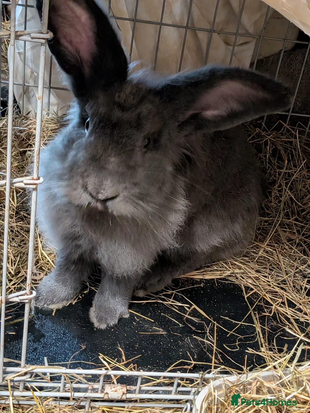 Continental Giant rabbits for sale: Gandalf conti lionehead cross rabbit  - Advert 2
