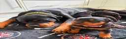 Rottweiler dogs for sale: WORLD CHAMPION CHUNKY ROTTWEILERS  - Advert 10