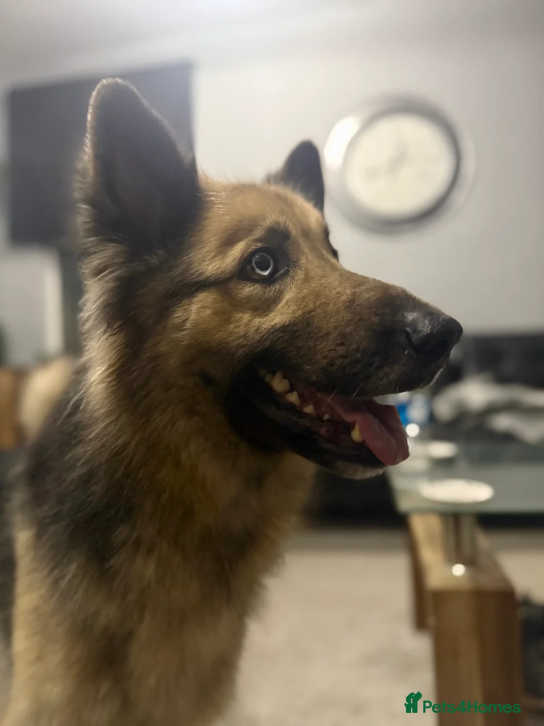 German Shepherd dogs for sale: German shepherd  - Advert 4