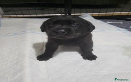 Labrador Retriever dogs for sale: Labrador puppies - Advert 8