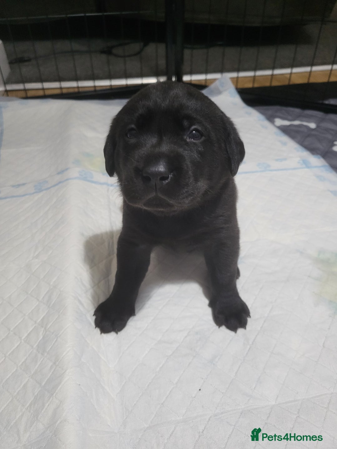 Labrador Retriever dogs for sale: Labrador puppies - Advert 8