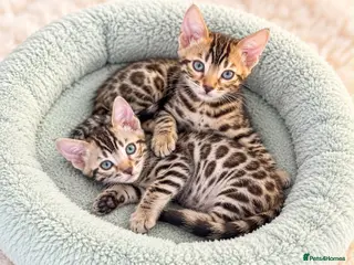 Bengal cats 🤎 BENGAL 🔥 KITTENS, TICA REGISTERED 🩶 - Advert 1