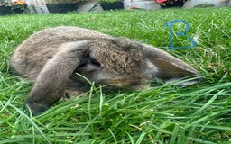 Mini Lop rabbits for sale: Mini Lop Rabbits For Sale  - Image 12