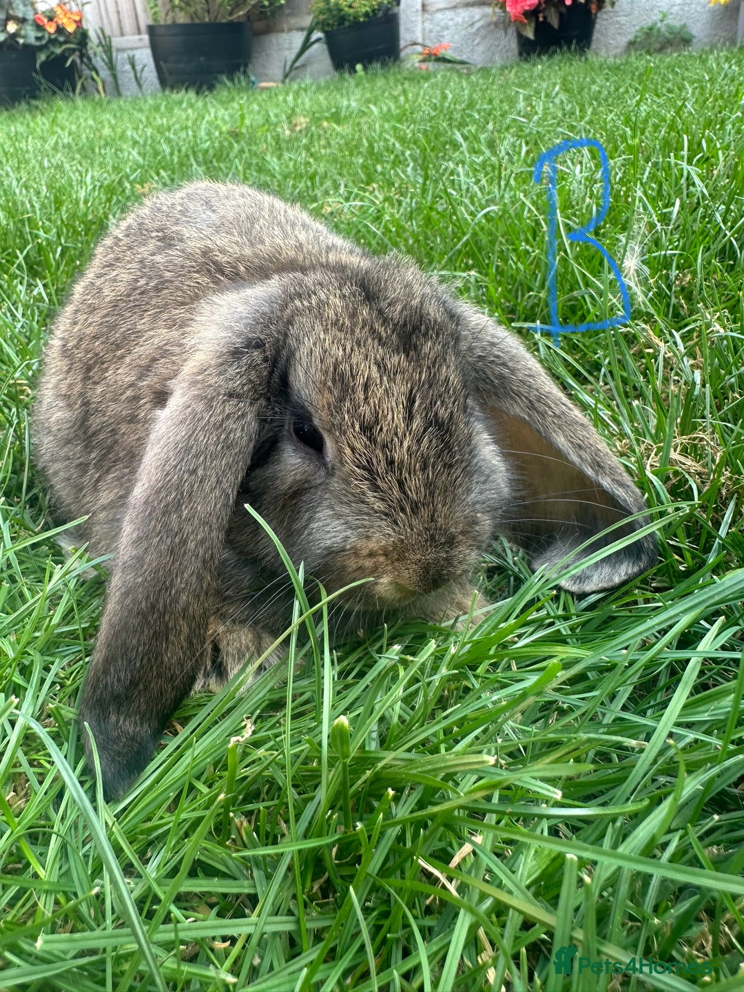 Mini Lop rabbits for sale: Mini Lop Rabbits For Sale  - Image 12