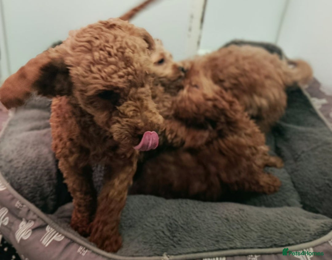 Toy Poodle dogs for sale: STUNNING TOY POODLES KC REG HEALTH TESTED  - Image 3