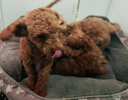 Toy Poodle dogs - Advert 1