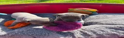 Whippet dogs for sale: Beautiful KC Registered Blue Whippet Puppies - Advert 4