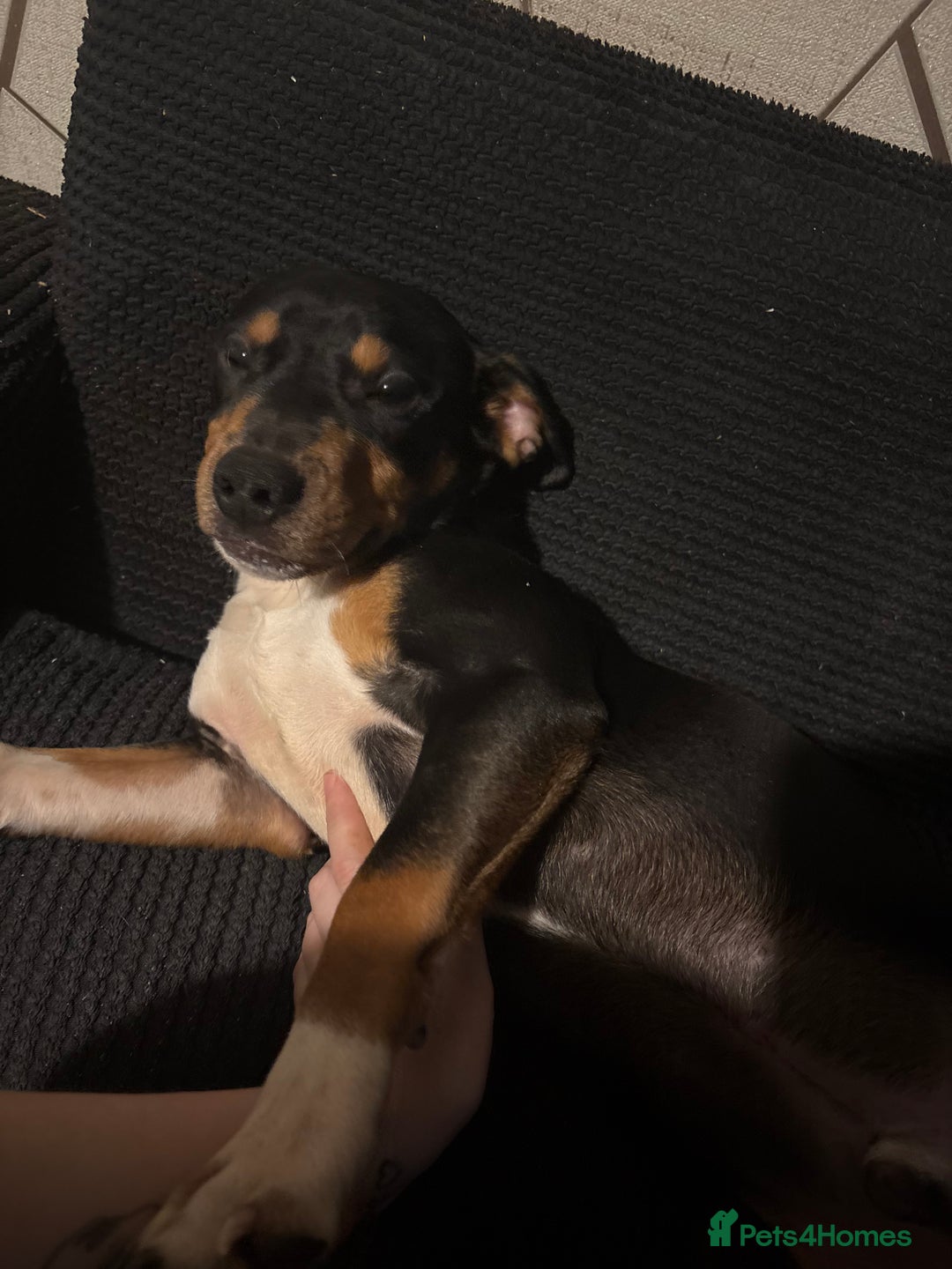 Mixed Breed dogs for sale: Beautiful 9 month old boy - Advert 1