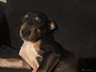 Mixed Breed dogs Beautiful 9 month old boy - Advert 1