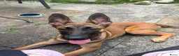 Belgian Shepherd Dog dogs for sale: Dutch herder Female BRN 56036 - Advert 3