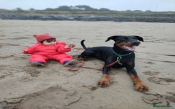 Dobermann dogs for sale: 4 year old Male Doberman looking for forever home - Image 26