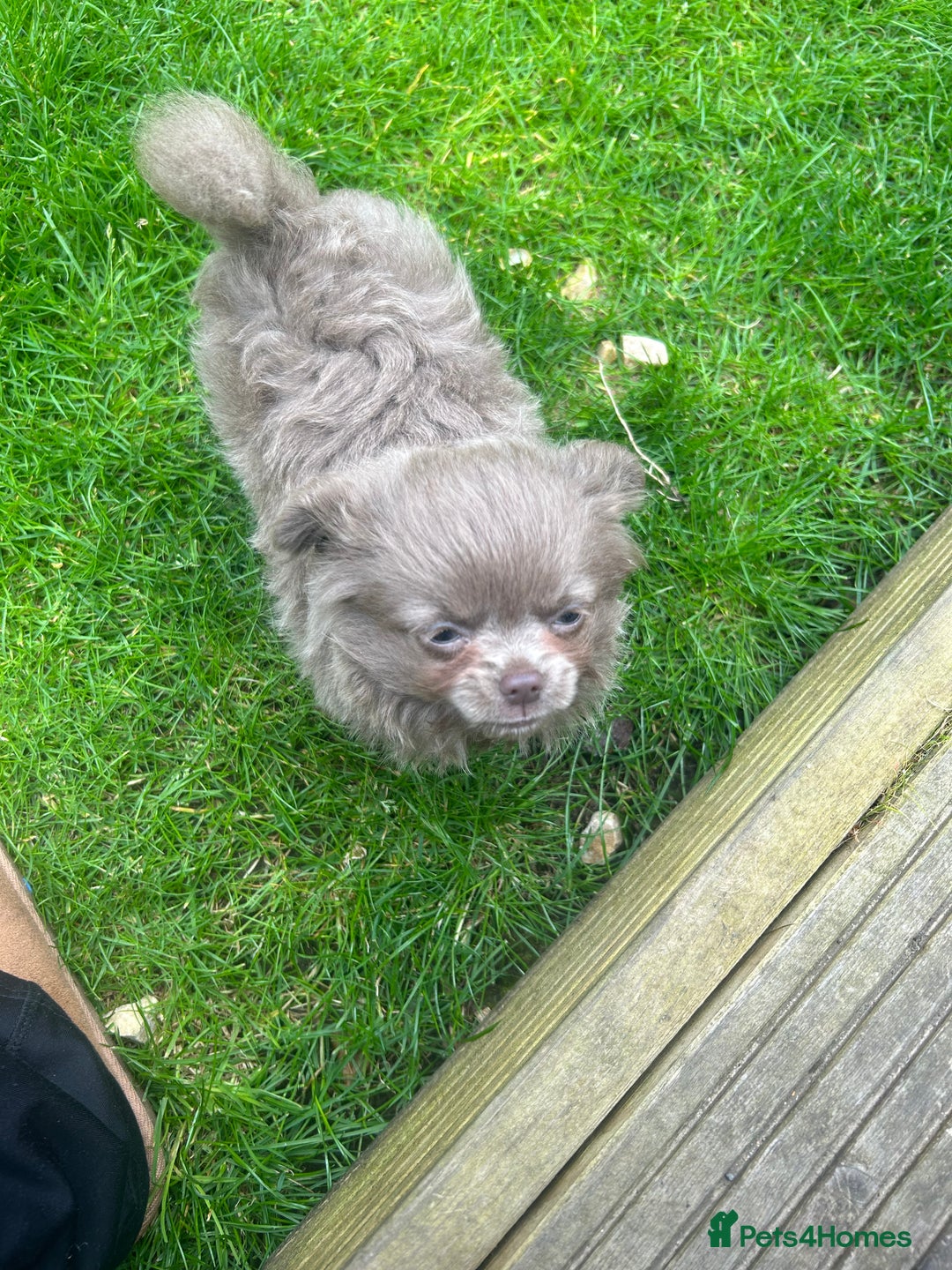 Chihuahua dogs for sale: Beautiful long coat pure breed chihuahua  - Image 10