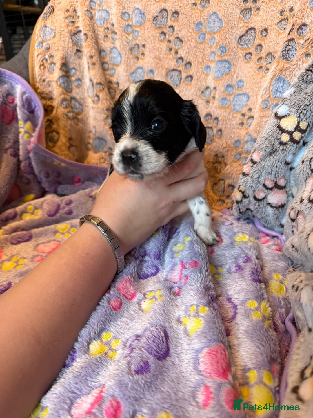Cocker Spaniel dogs for sale: COCKER SPANIEL LITTER OF 9 IN SCARBOROUGH  - Image 15