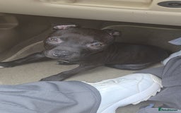 Staffordshire Bull Terrier dogs for sale: Staffy pup - Image 3