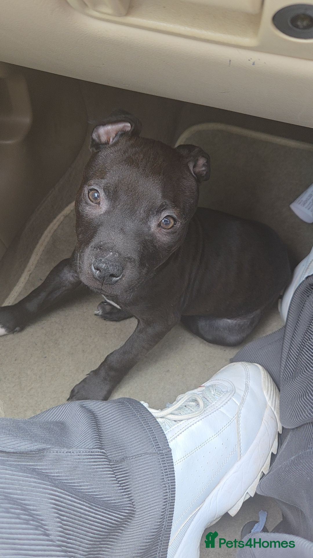 Staffordshire Bull Terrier dogs for sale: Staffy pup - Image 3