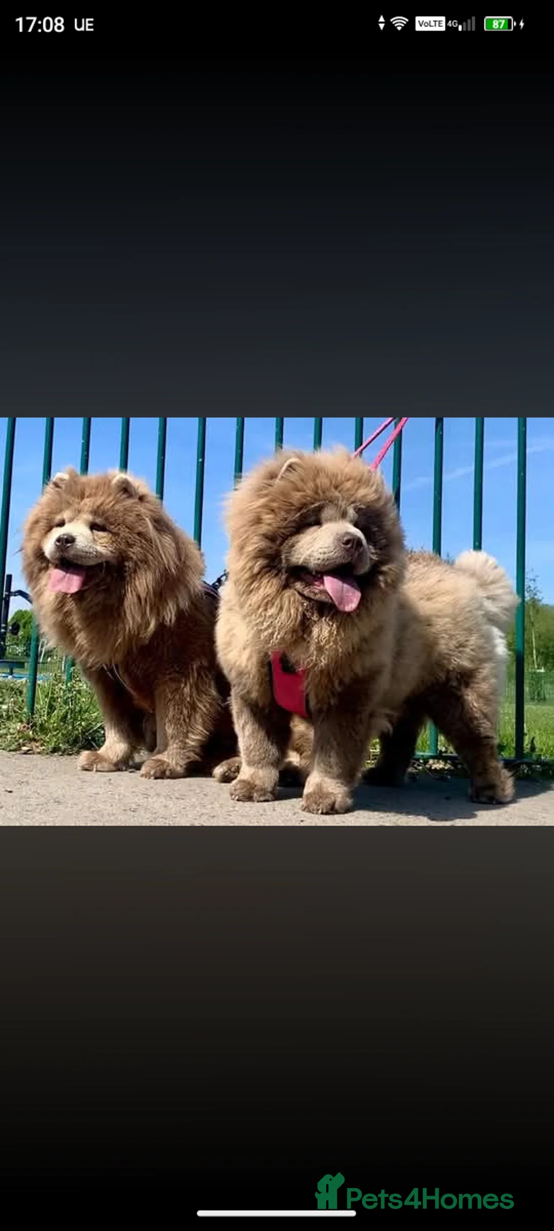 Chow Chow dogs for sale: Lilac female chow chow  - Advert 5