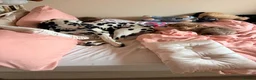 Dalmatian dogs for sale: Boss 4yr old dalmation in Waterlooville - Advert 4