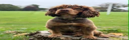 Cocker Spaniel dogs for sale: Stunning working cocker spaniels  - Advert 3