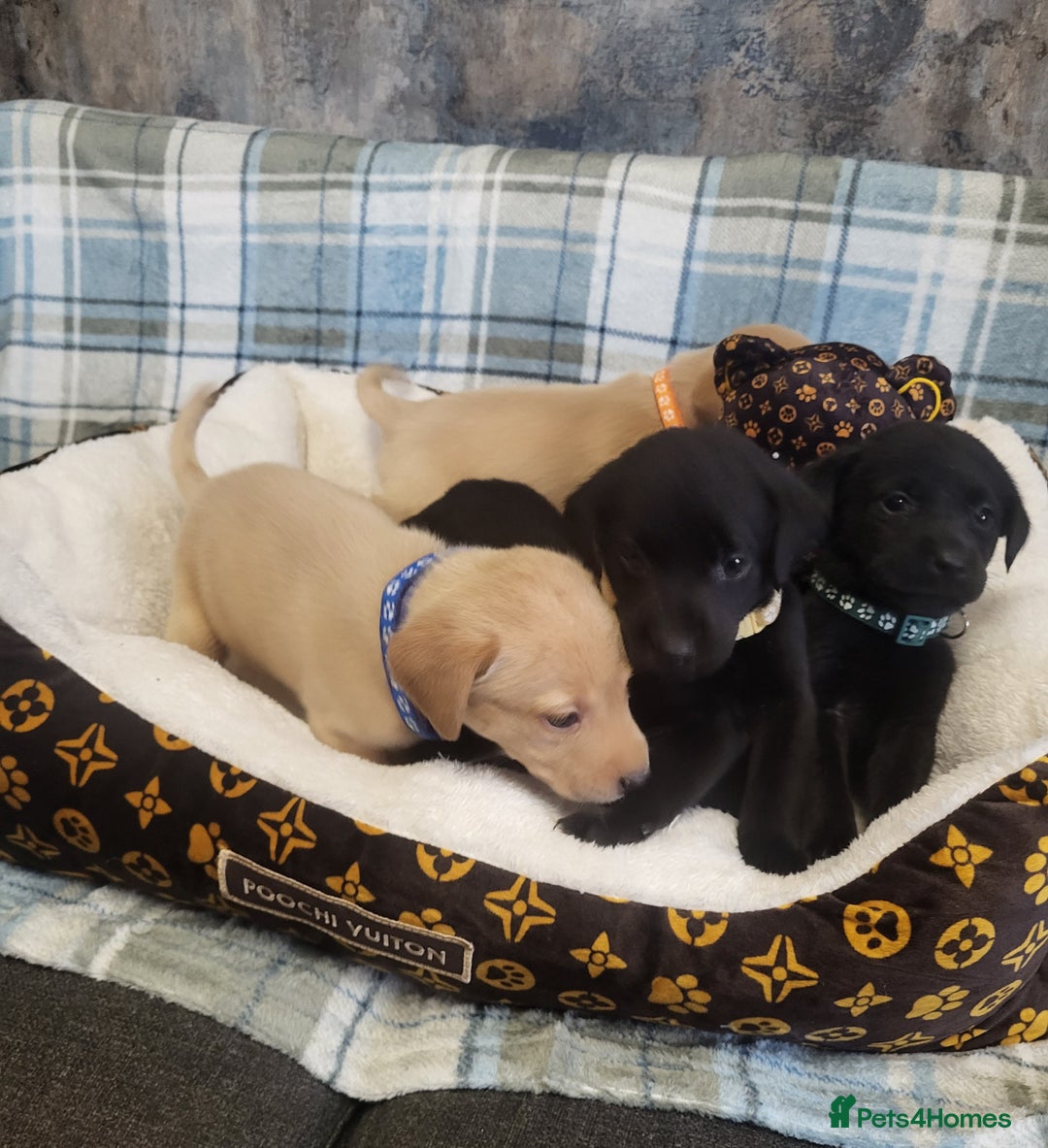 Labrador Retriever dogs for sale: KC registered Labrador Retriever puppies - Advert 11