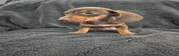 Miniature Dachshund dogs for sale: Miniature Dachshund READY NOW - Advert 29