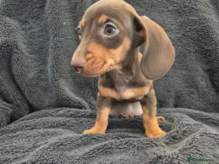 Miniature Dachshund dogs Miniature Dachshund LAST GIRL Ready now - Advert 1