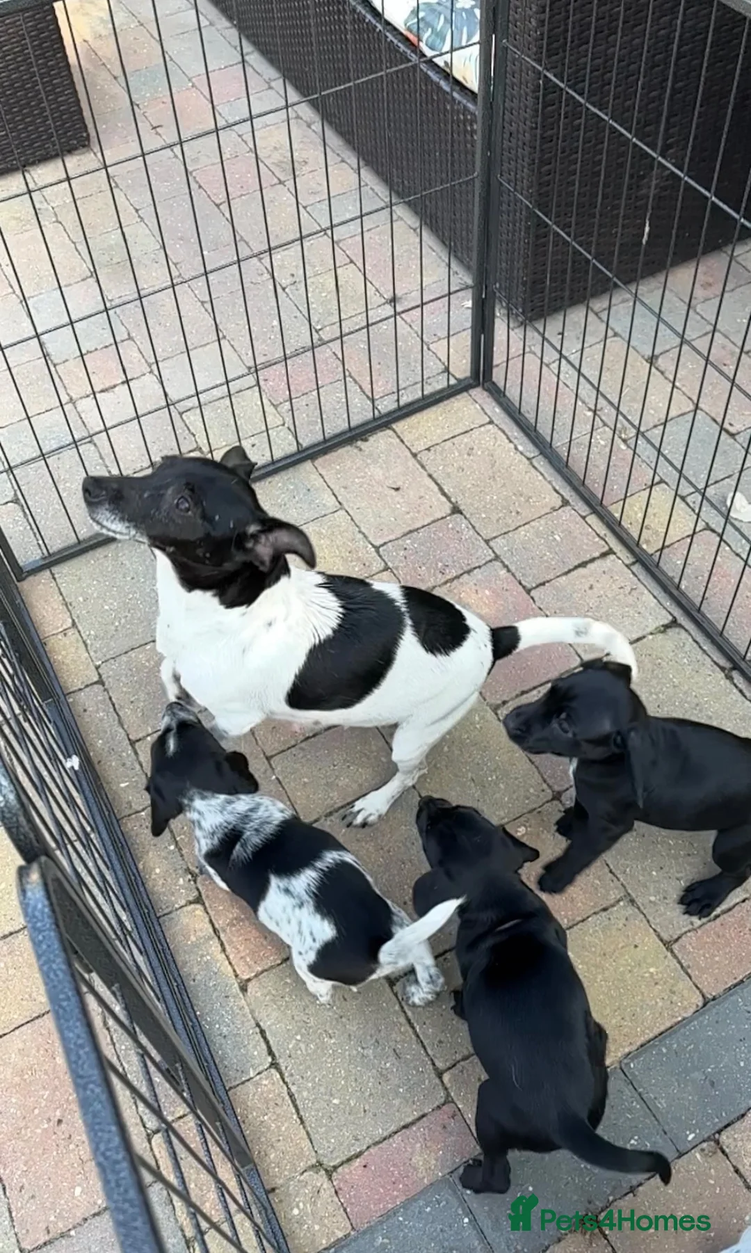 Mixed Breed dogs for sale: Cocker Jack Puppies - Advert 9