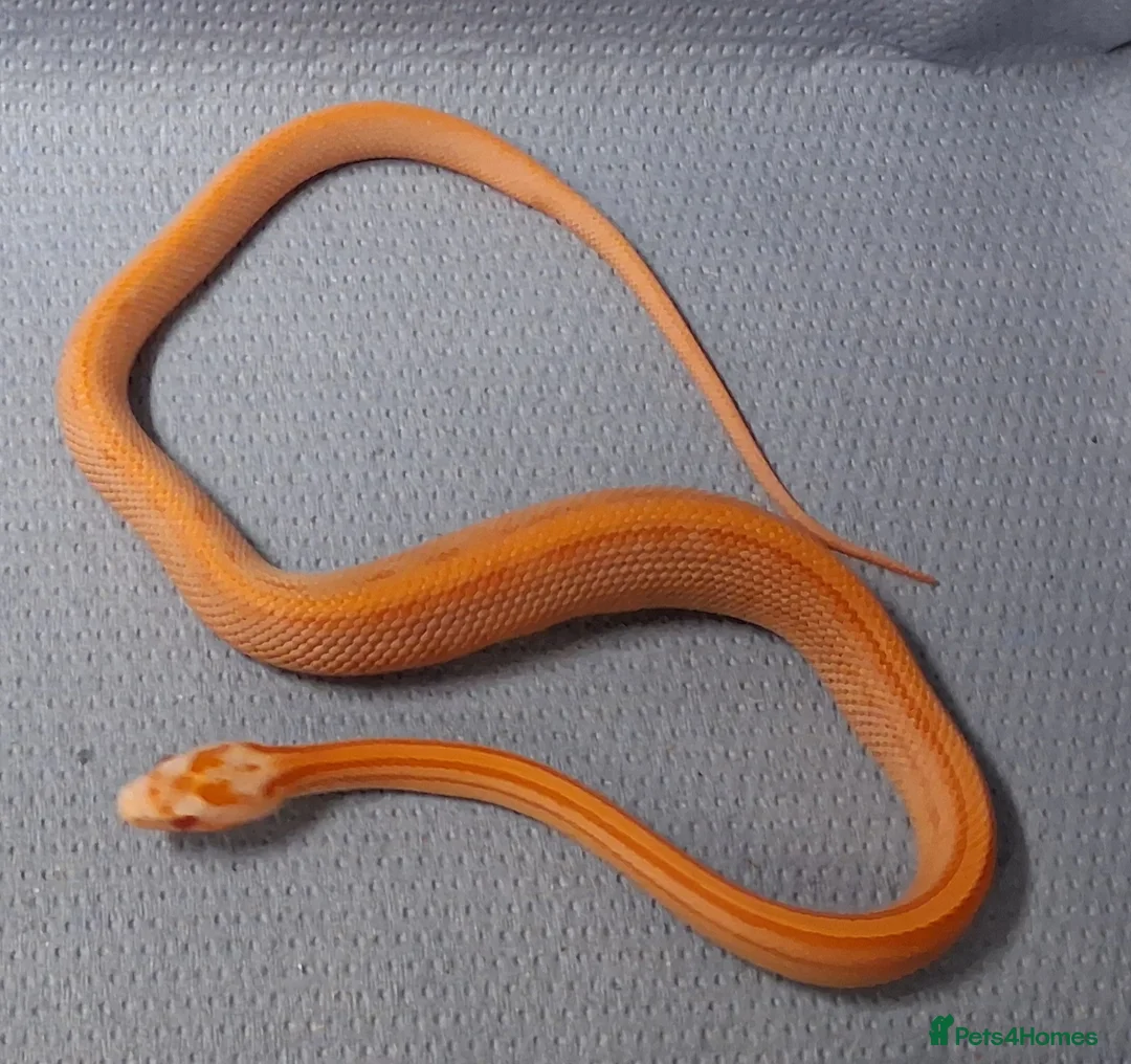 Corn Snake reptiles for sale: Corn snake morphs  - Advert 5