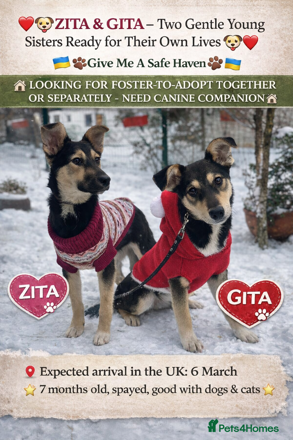 Mixed Breed dogs ❤️ZITA&GITA❤️ – Together or Separately - Advert 1