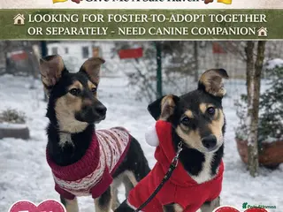 Mixed Breed dogs ❤️ZITA&GITA❤️ – Together or Separately - Advert 1