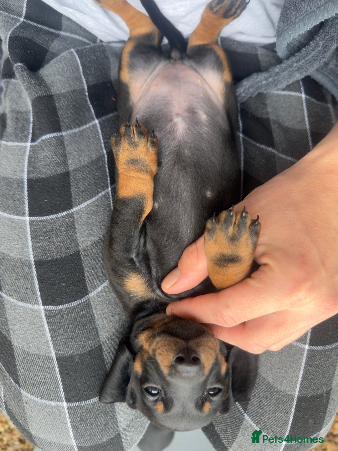 Dachshund dogs for sale: Dachshunds One male and one female black/tan  in Basildon - Image 5